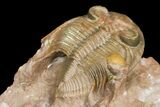Tiny Zlichovaspis Trilobite With Micro Fossils #131291-5